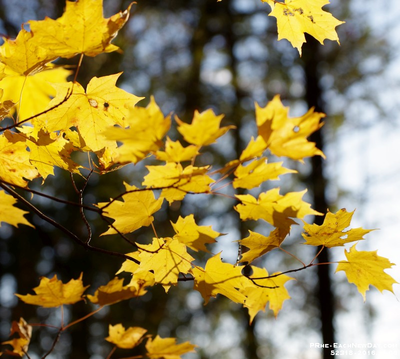 52318RoCrLeSh - An autumn walk in Greenwood Conservation Area